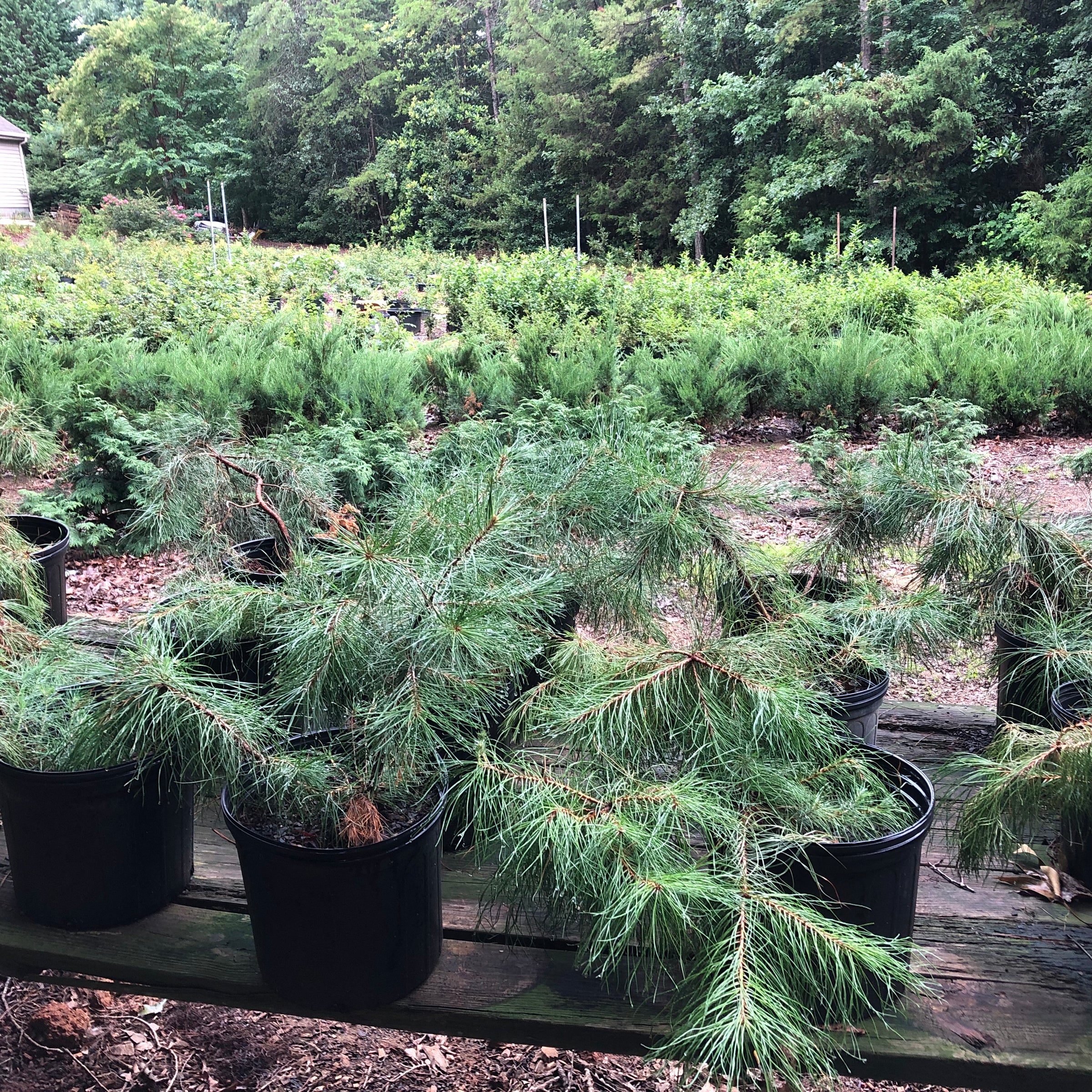 Rosemary Pine Bonsai Tree
