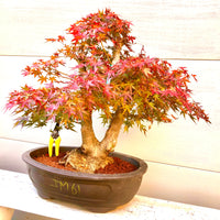 Japanese Red Maple
