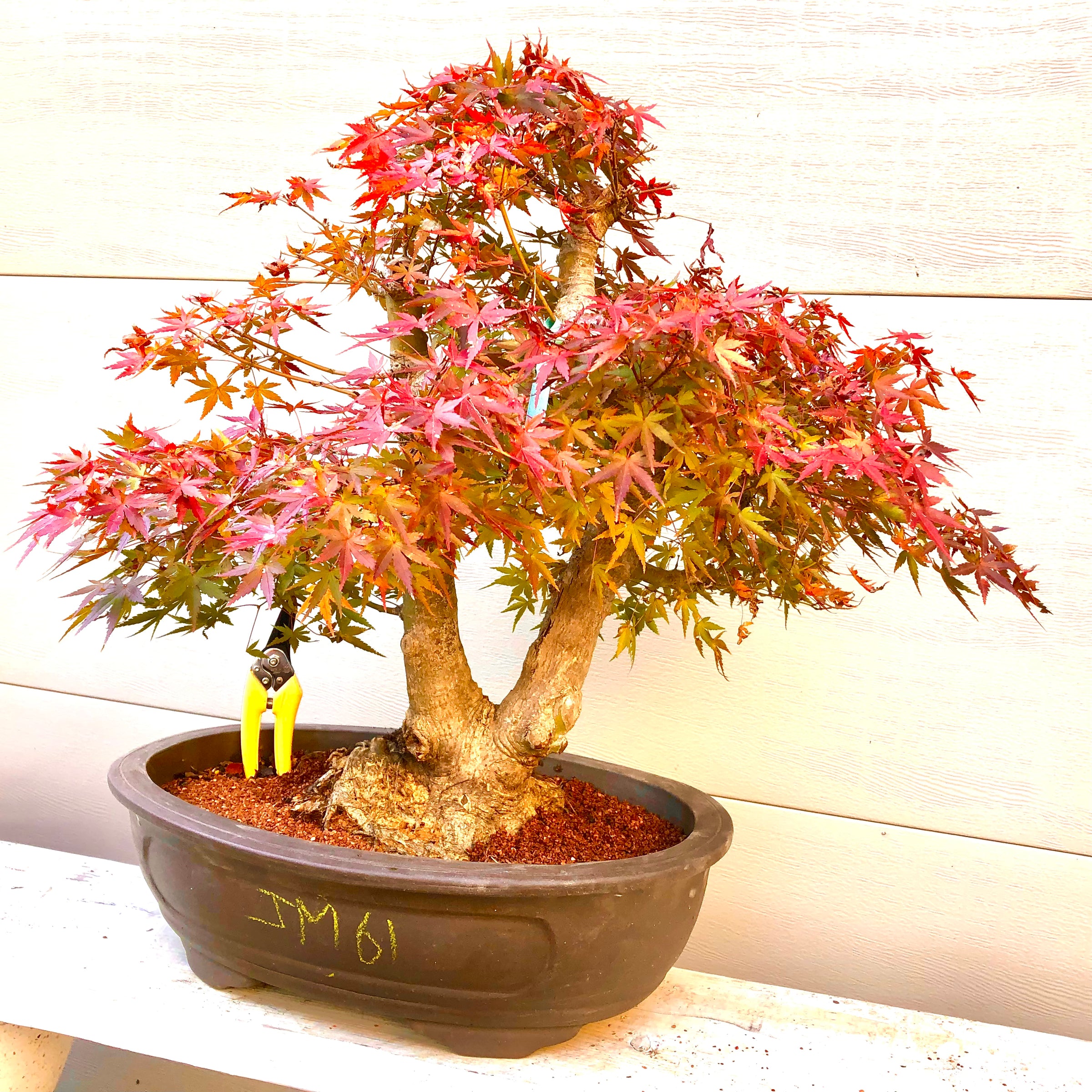 Japanese Red Maple