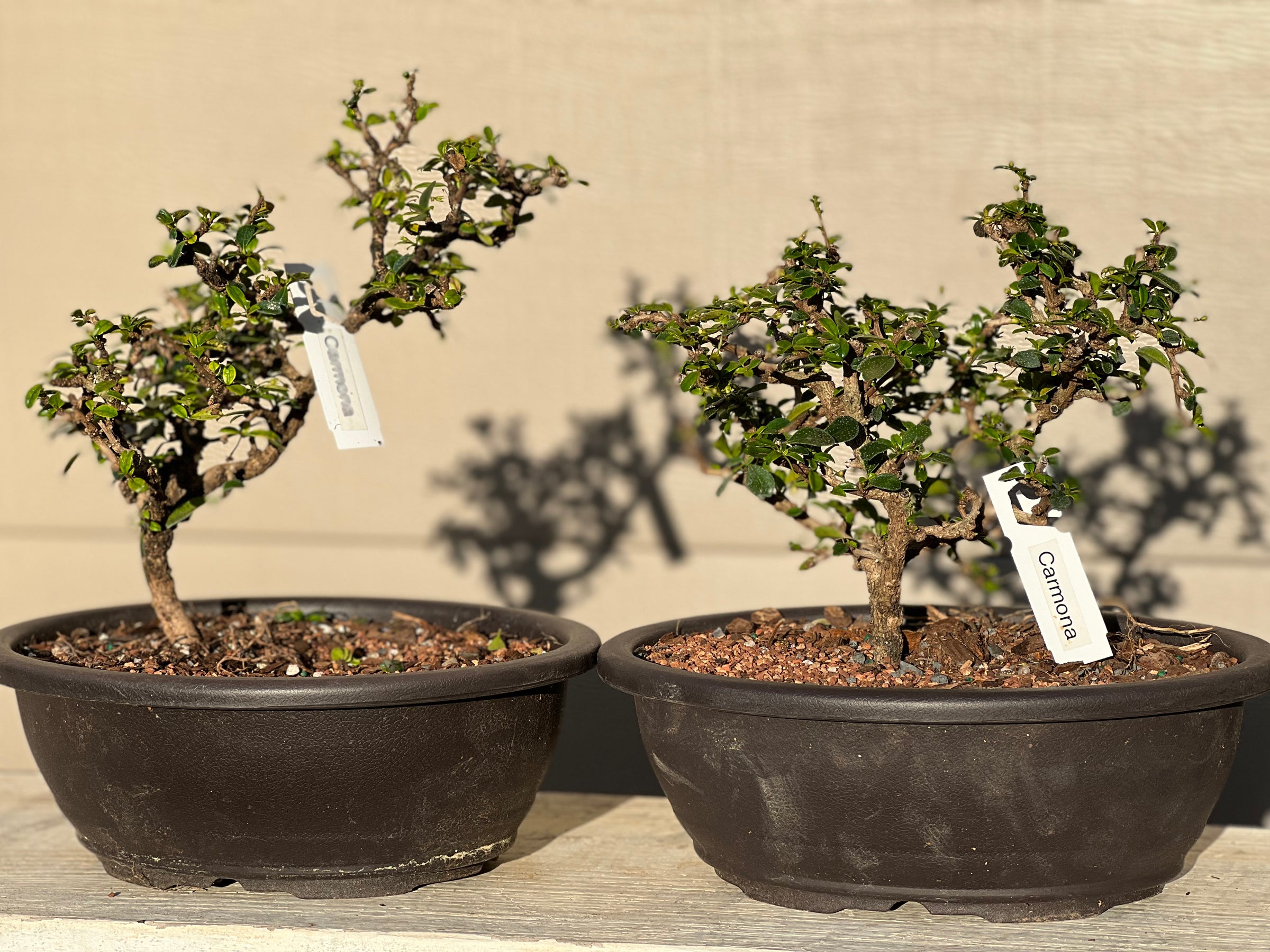 Fukien Tea Bonsai
