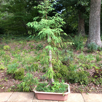 Baldcypress Bonsai Tree 1