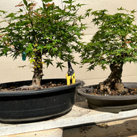 Japanese Red Maple