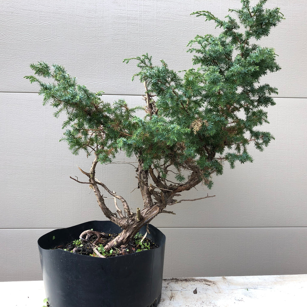 Chinese Foemina Juniper Bonsai Tree – Bella Bonsai Nursery