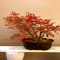 Japanese Red Maple