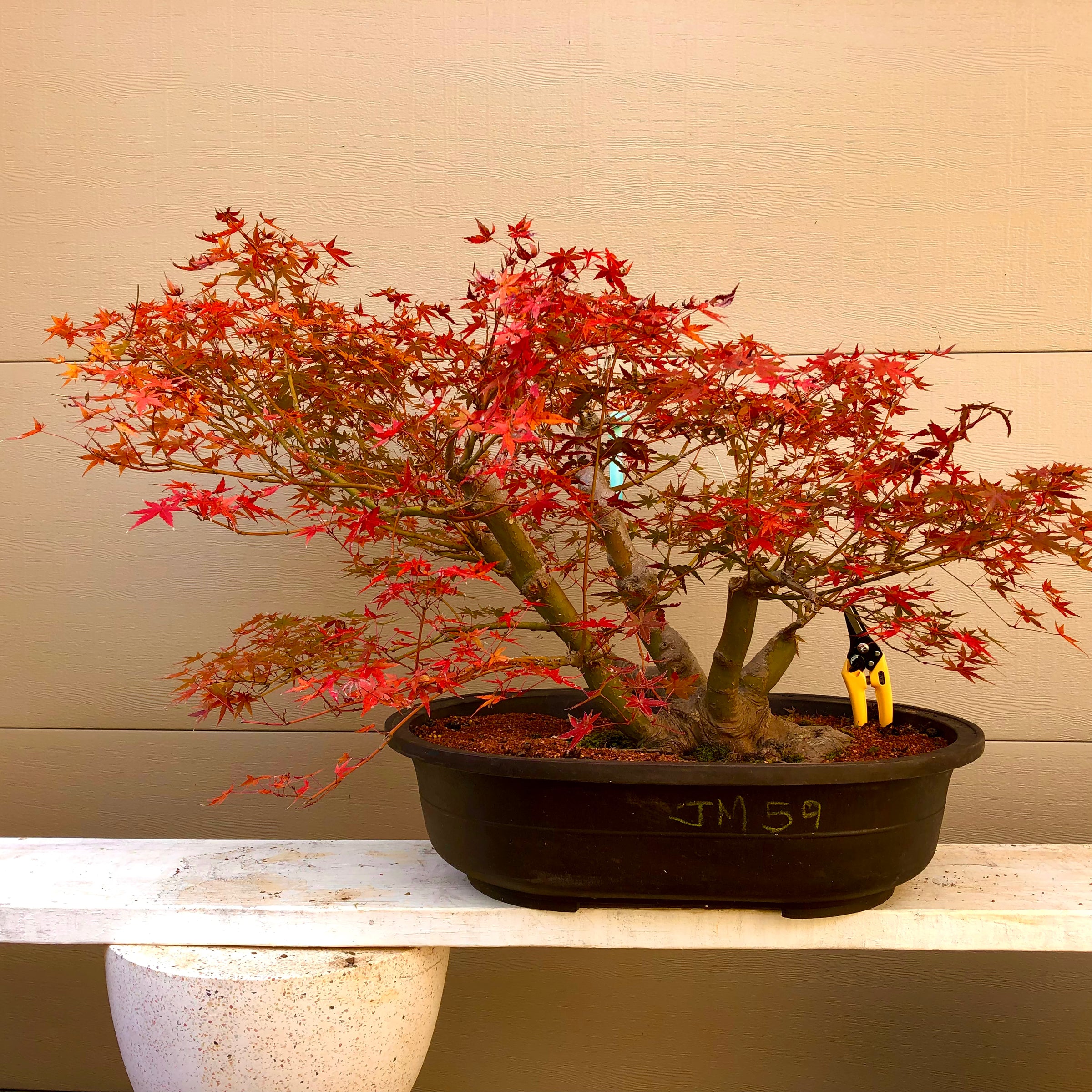 Japanese Red Maple