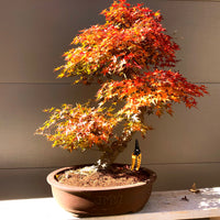 Japanese Red Maple