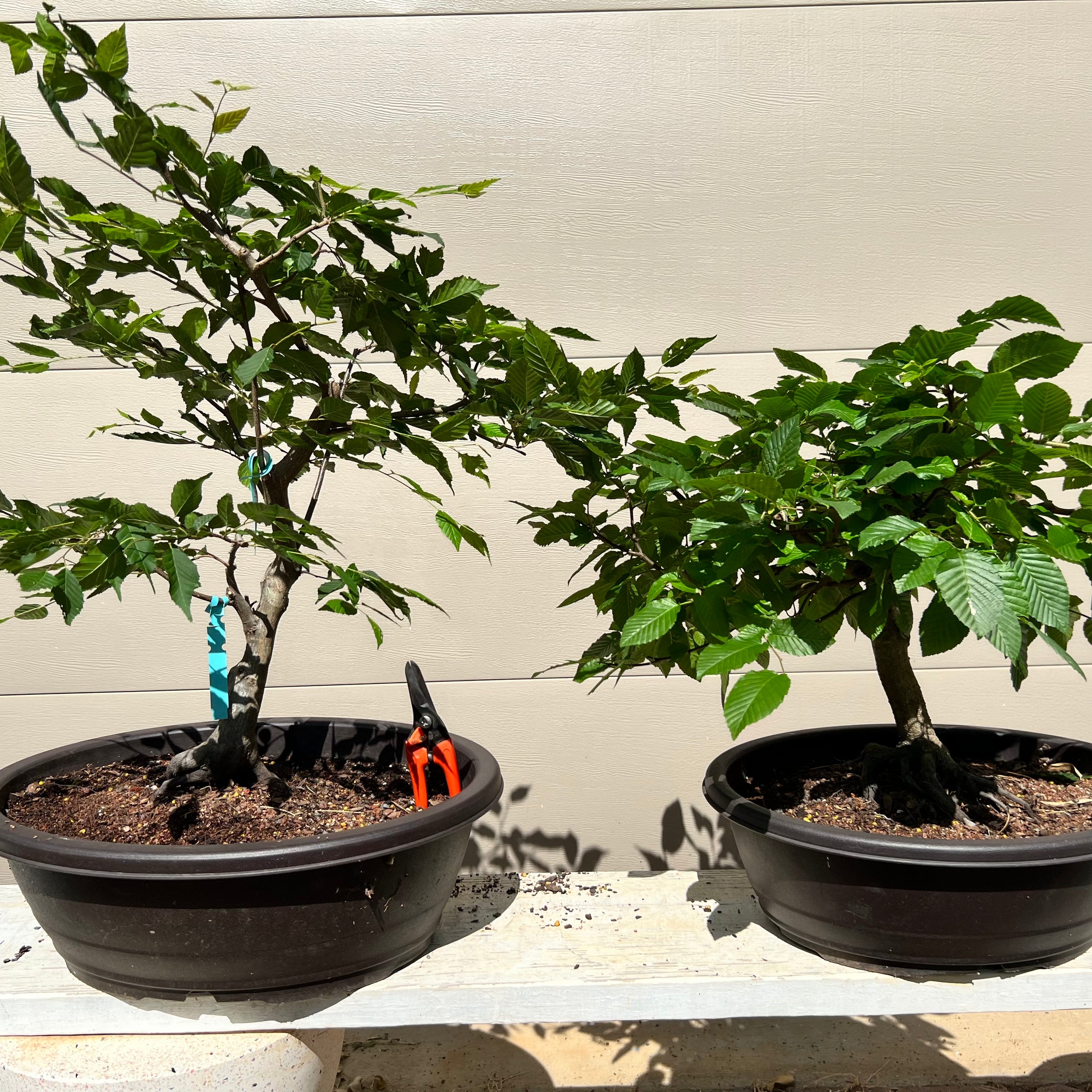 Loose flowered Hornbeam Bonsai Tree