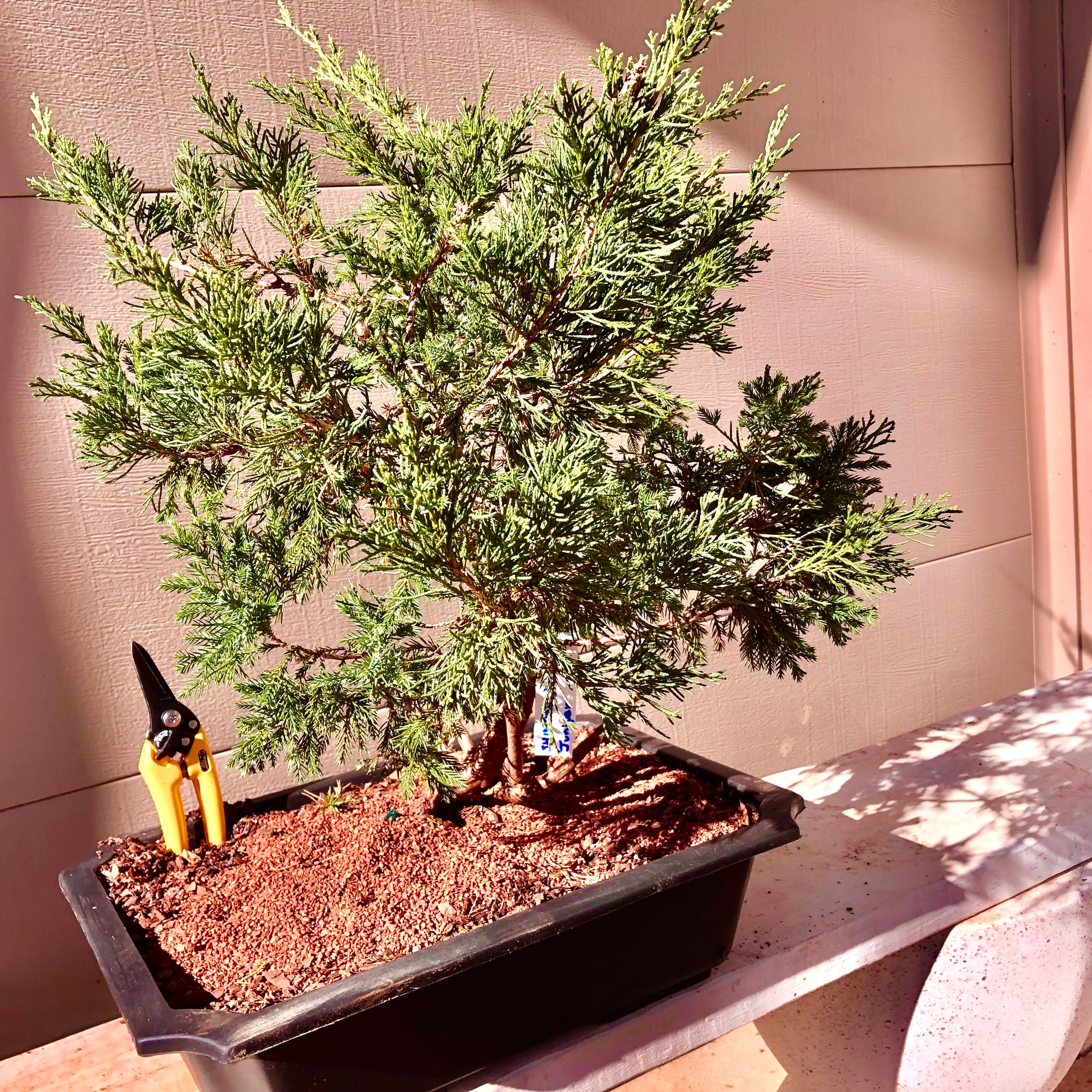Shimpaku Juniper Bonsai
