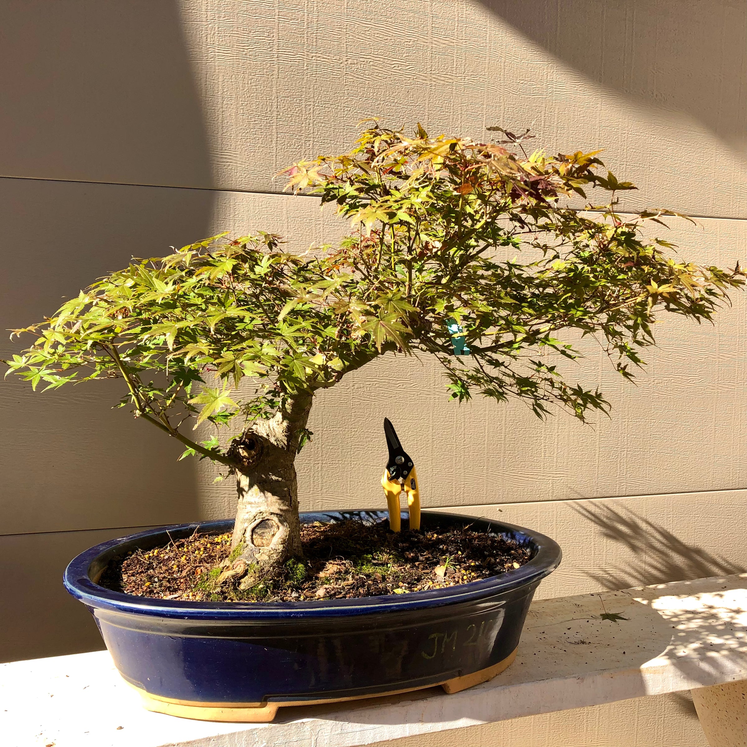 Japanese Red Maple