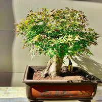 Japanese Red Maple