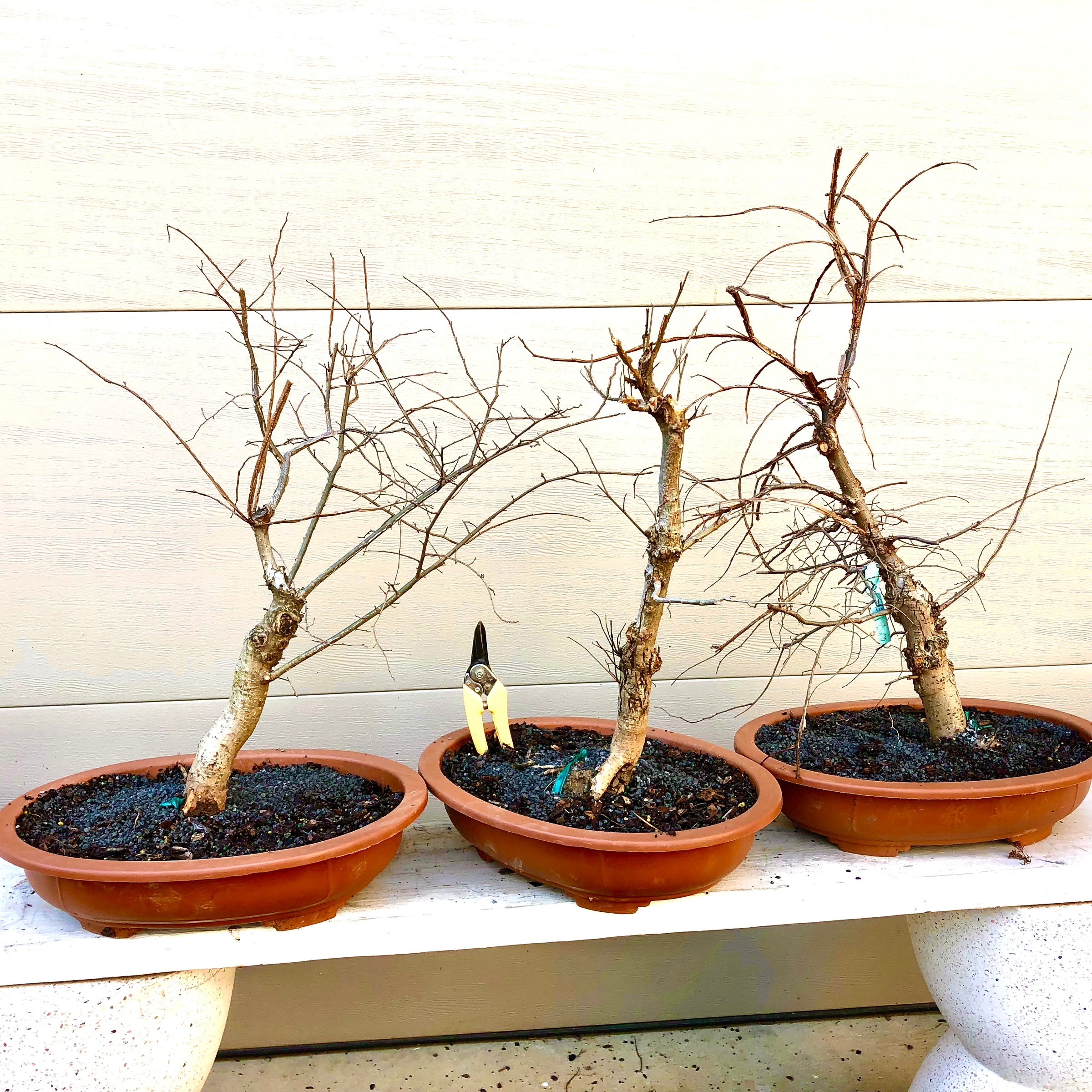 Winged Elm #2 Bonsai Tree