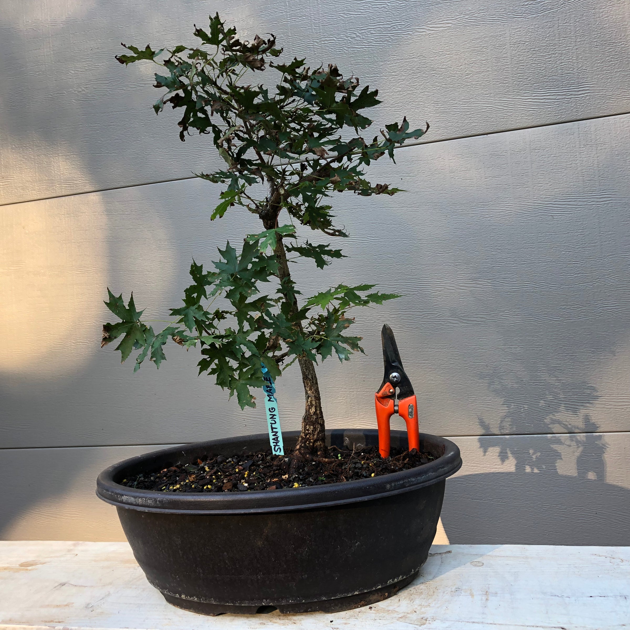 Shantung Maple Bonsai Tree