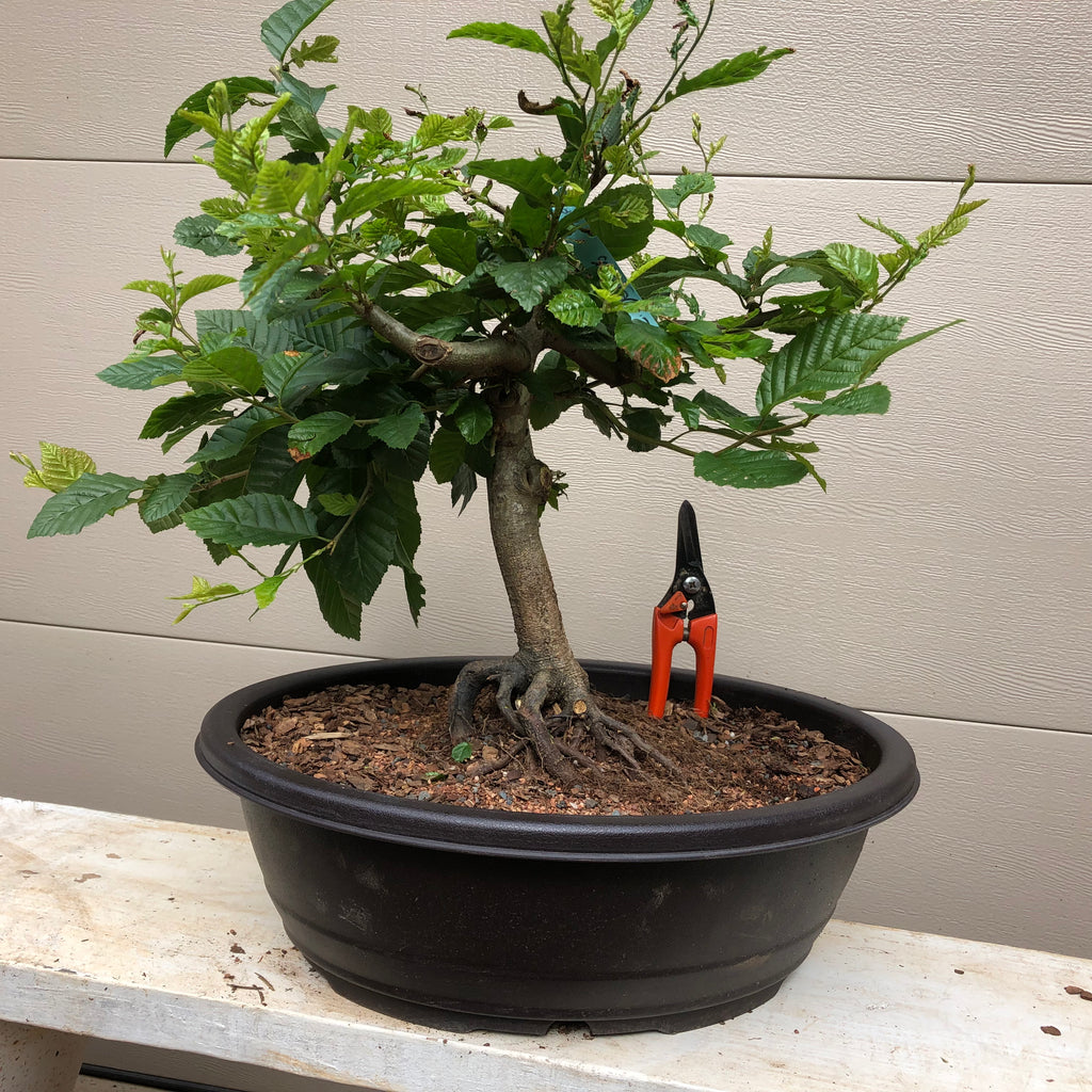 European Hornbeam - Carpinus betulus