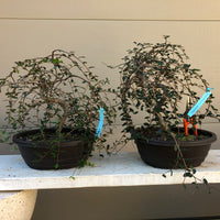 Chinese Elm Bonsai