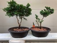 Chamaecyparis obtusa 'Hinoki' - Falsecypress