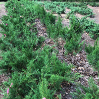 Sea  Green Juniper Bonsai Tree