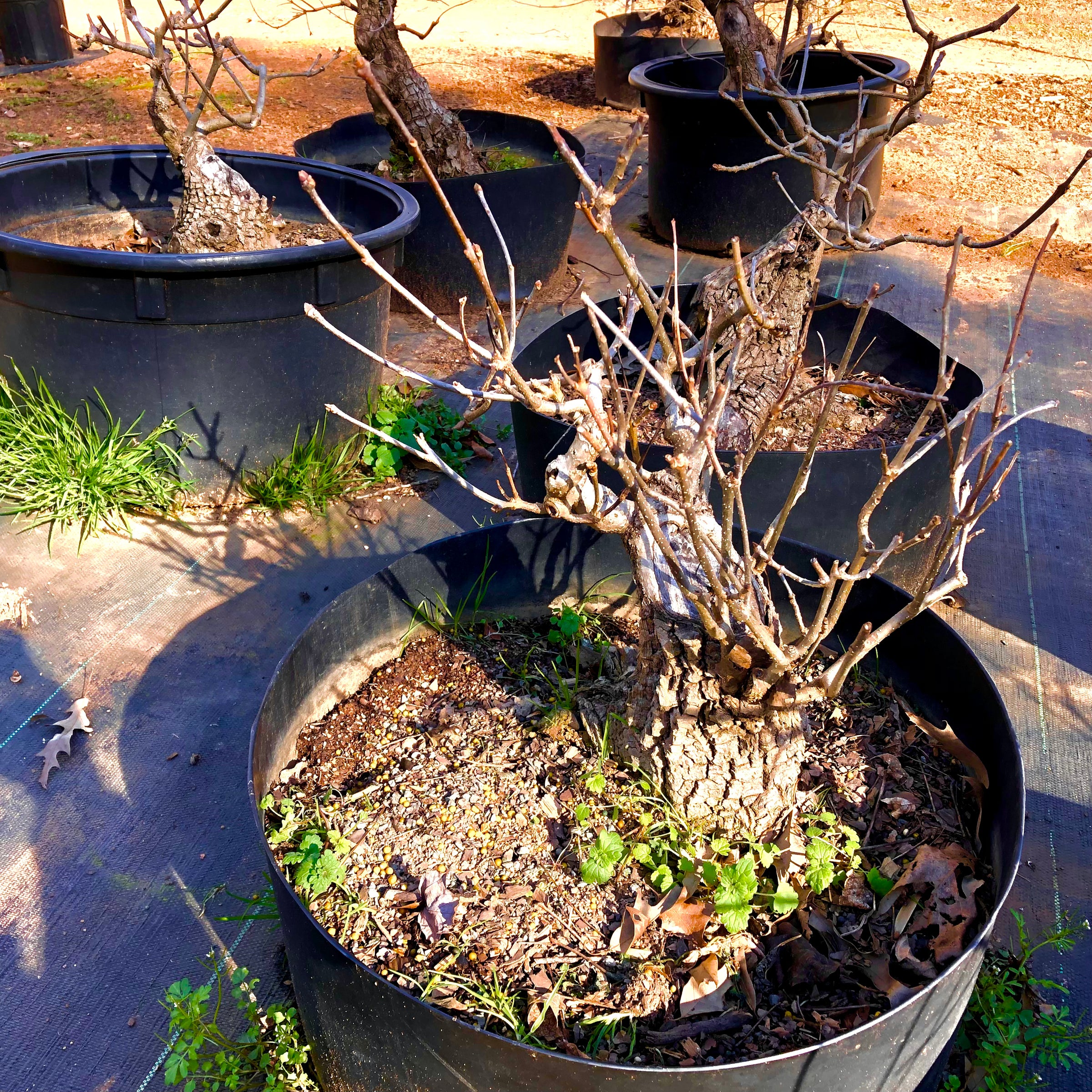 White Ash #2 Bonsai Tree