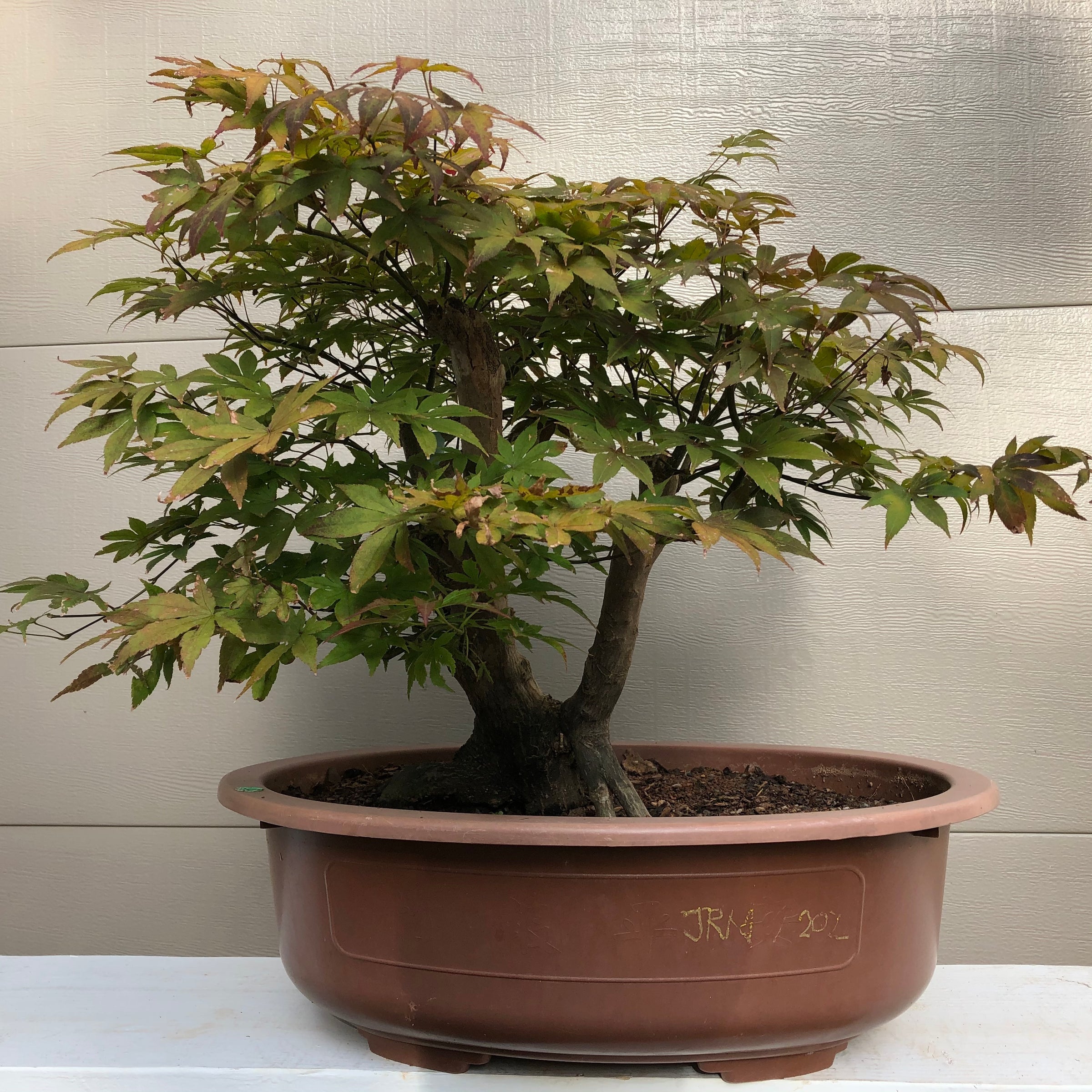 Japanese Red Maple