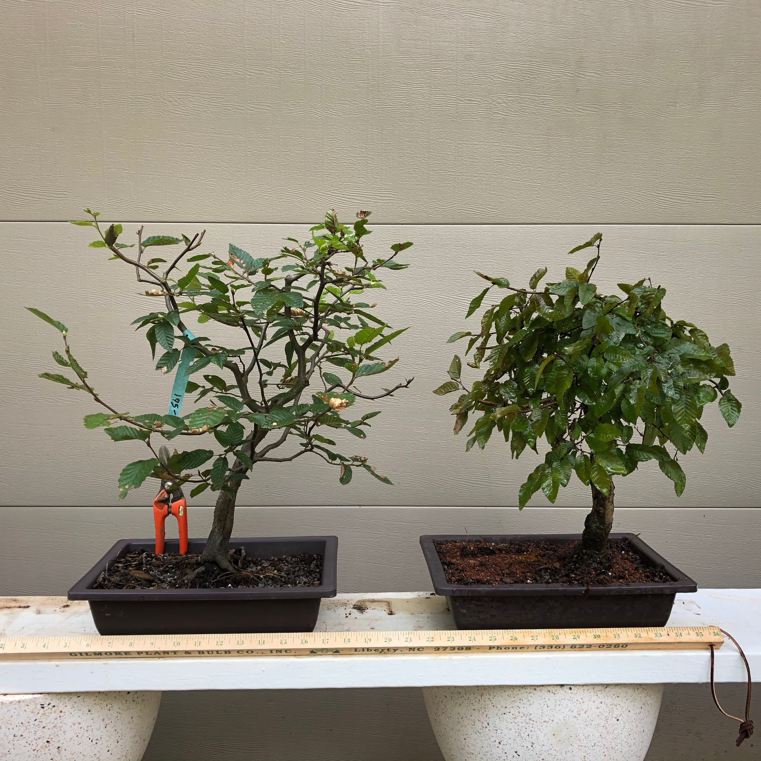 Korean Hornbeam Bonsai Tree (No. 17120) at New England Bonsai Gardens