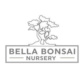 Azalea Satsuki 'Haro-no-sono' Bonsai Tree