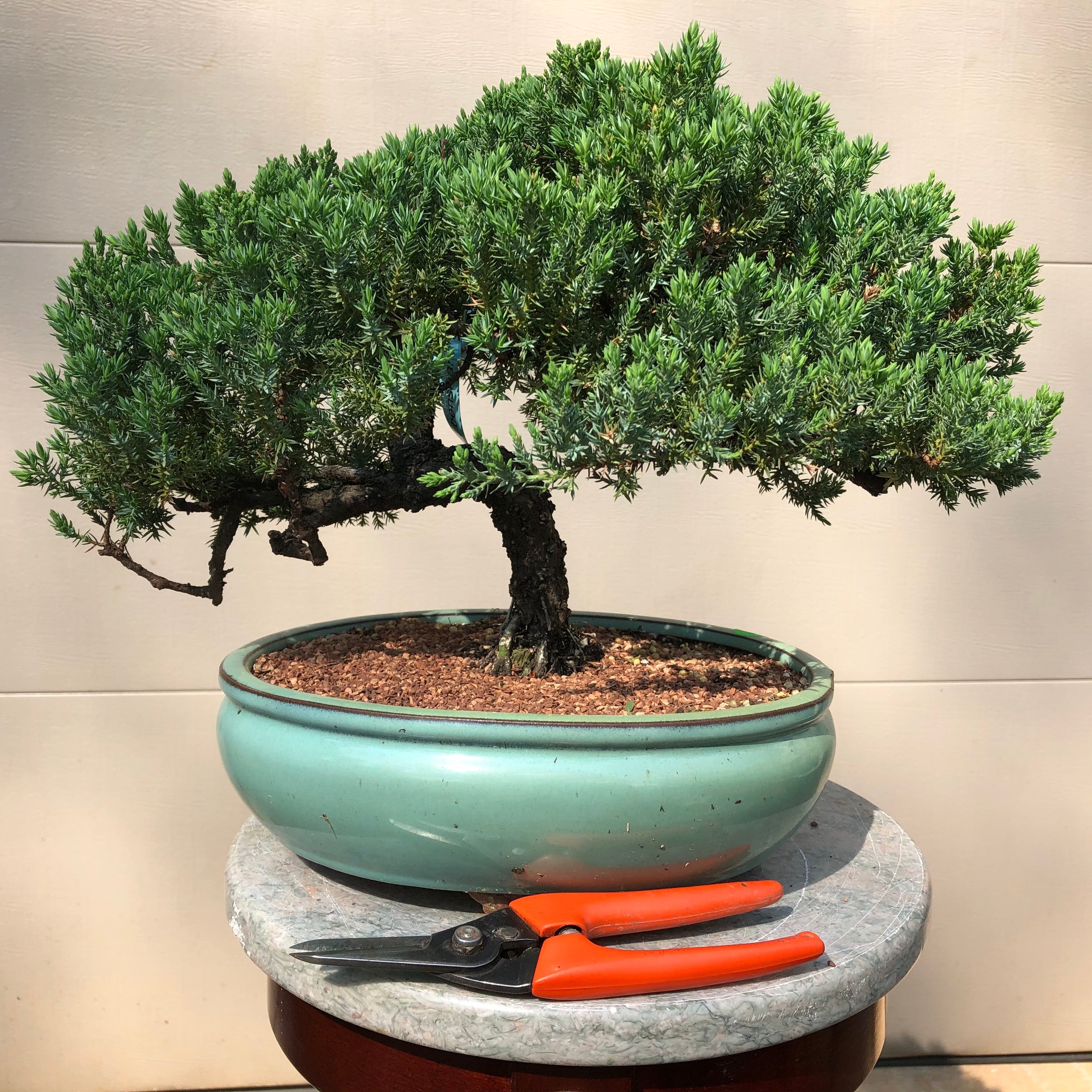 Juniper procumbens nana Bonsai