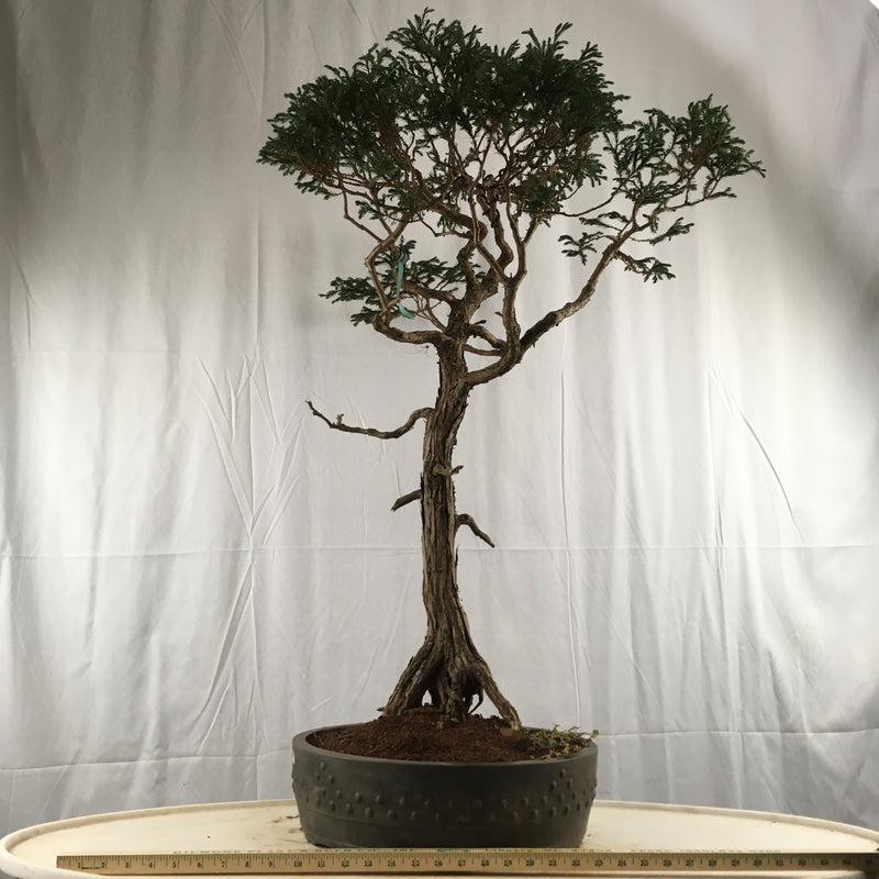 How to care for Japanese Boulevard Blue Falsecypress as bonsai