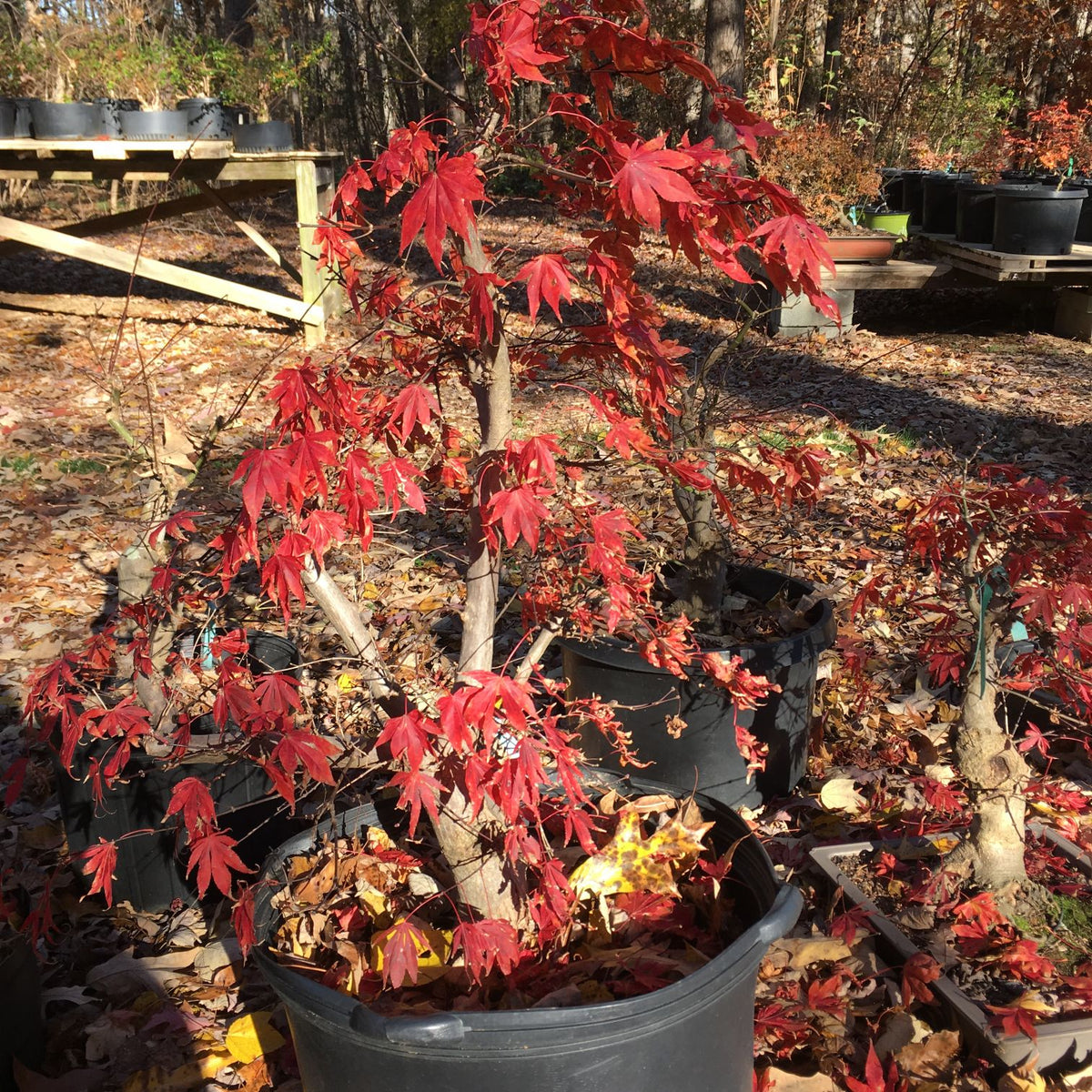 How to Care for Red Maple Bonsai