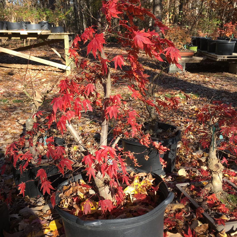 How to Care for Red Maple Bonsai