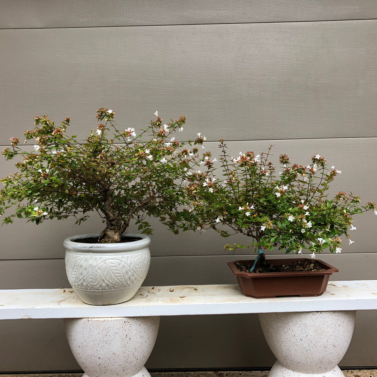 Abelia Bonsai 2" cal. twin trunk