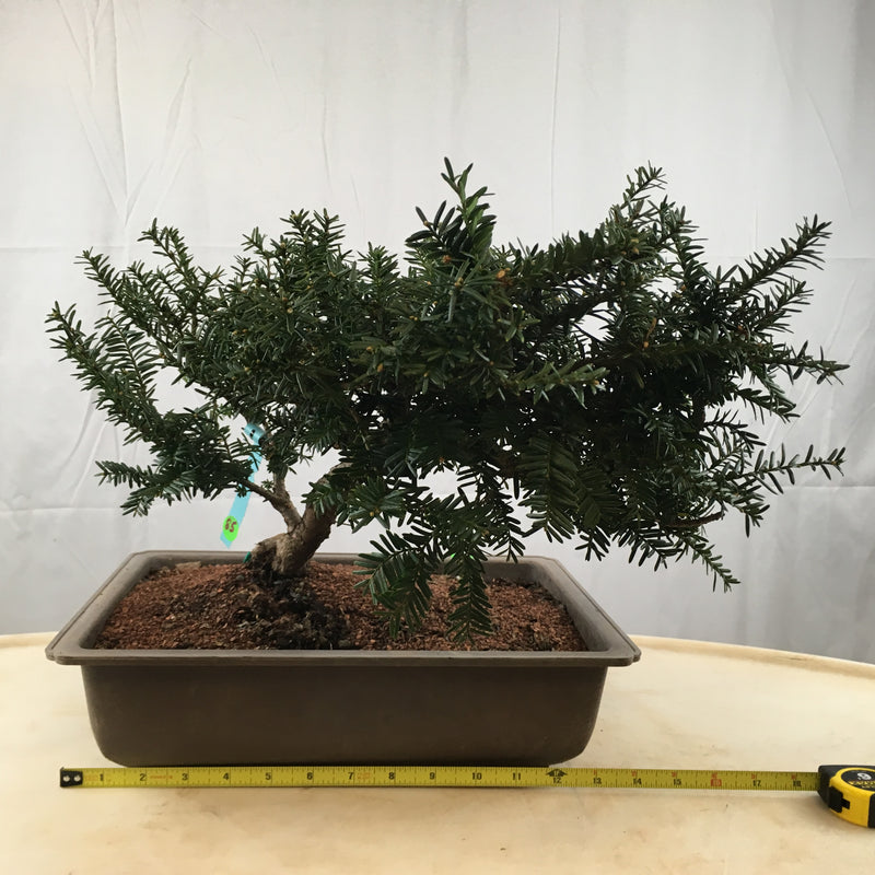 How to care for Japanese Yew as bonsai