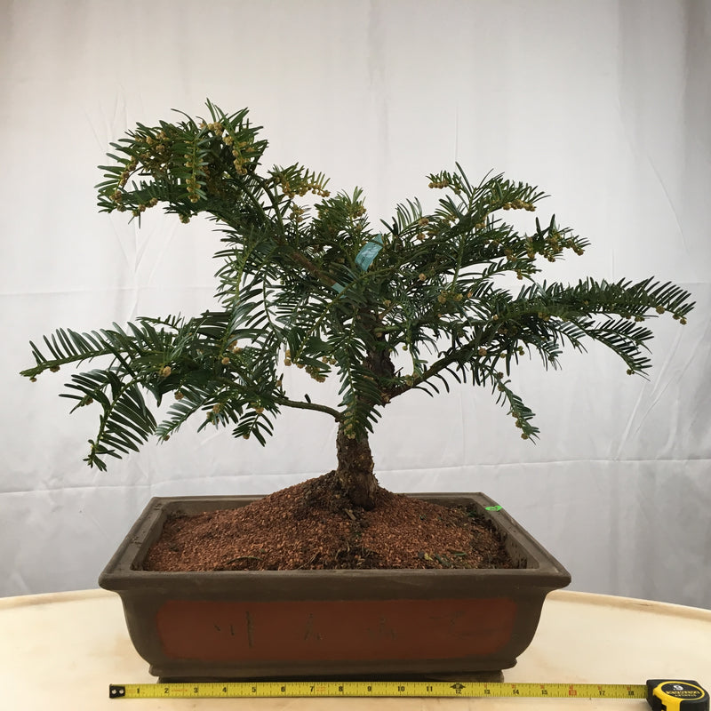 How to care for Japanese Plum Yew as bonsai