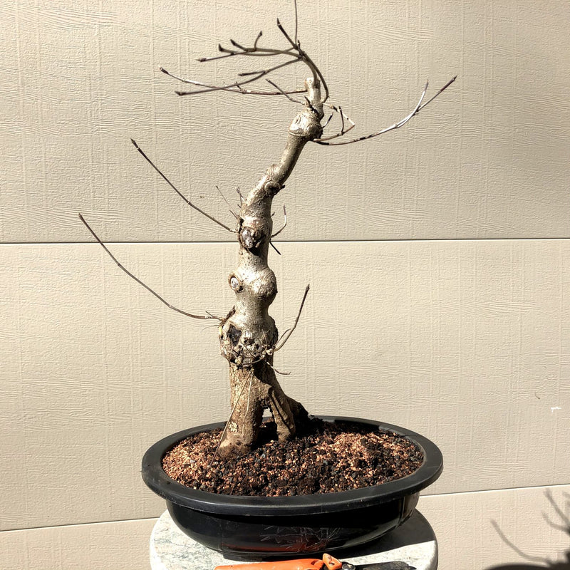 How to care for a Flowering Dogwood Bonsai