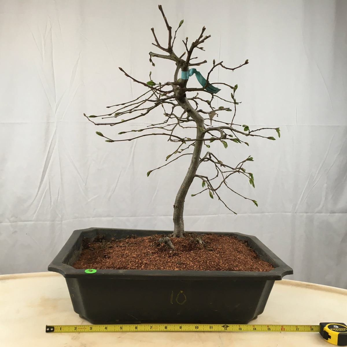 How to care for Hornbeam -Carpinus - as bonsai