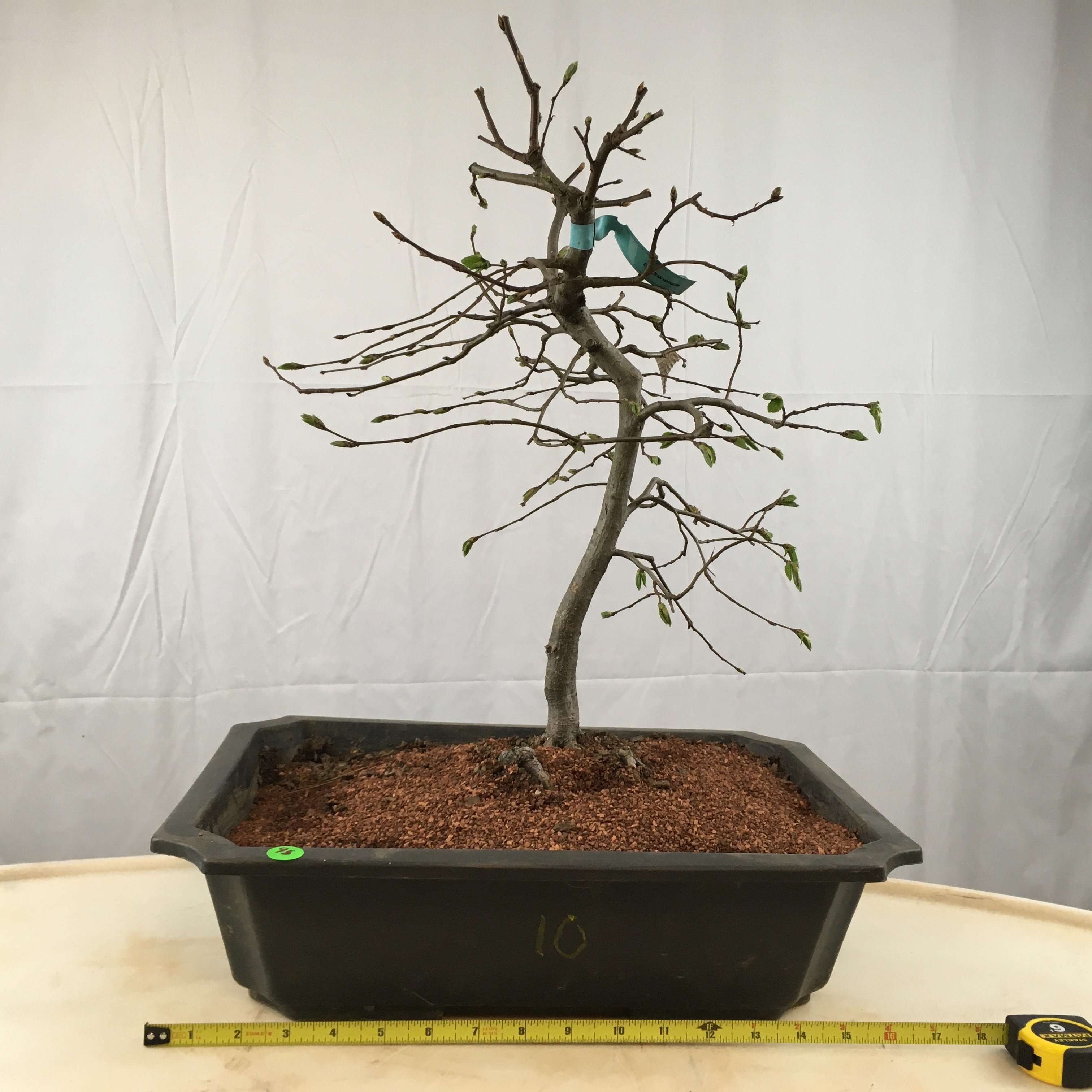juniperus procumbens nana bonsai Juniper Bonsai Tree/Water Bonsai Pot main image 1