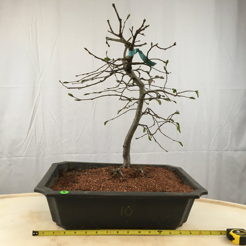 How to care for Hornbeam -Carpinus - as bonsai