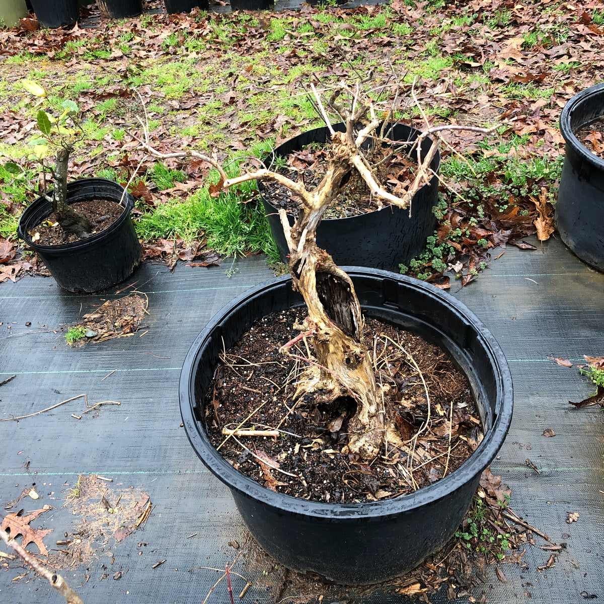 How to care for Heptacodium -Seven Son Flower- as bonsai