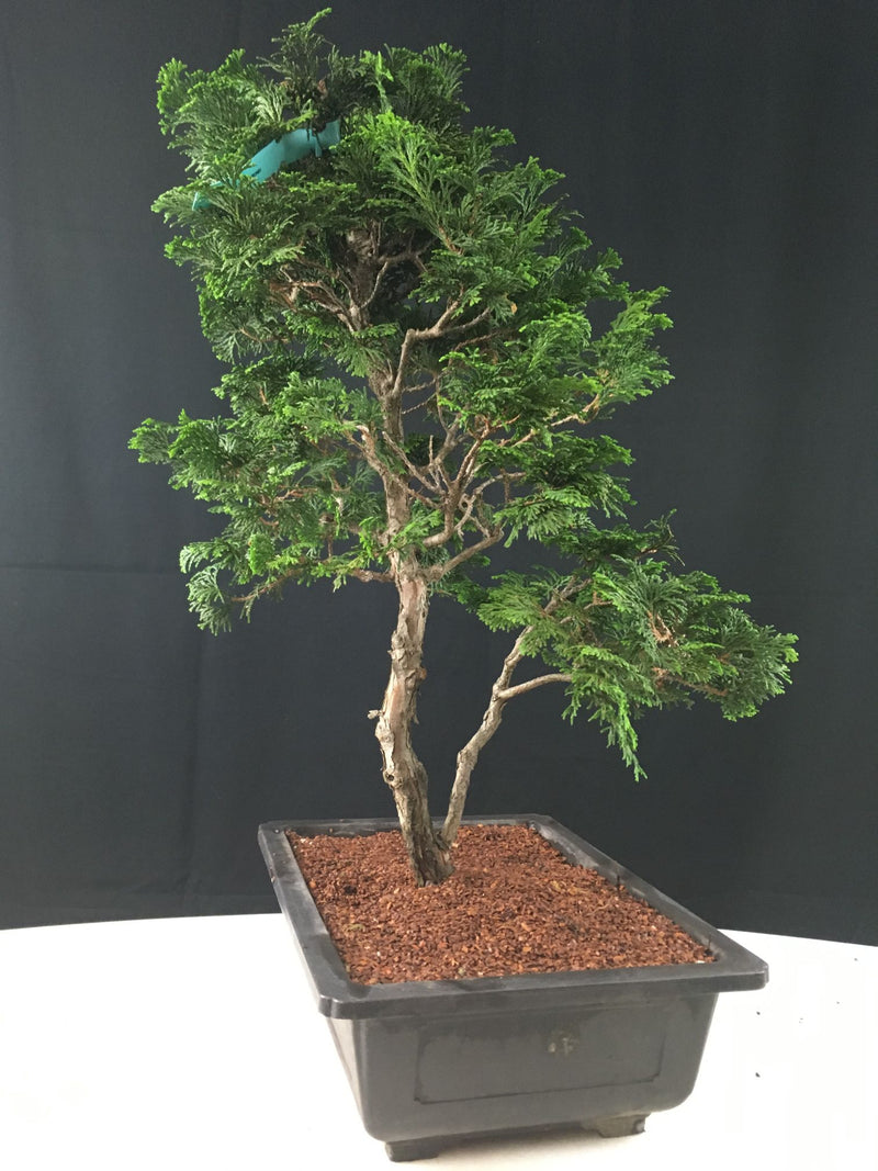 How to care for Hinoki False Cypress -Chamaecyparis obtusa- as bonsai