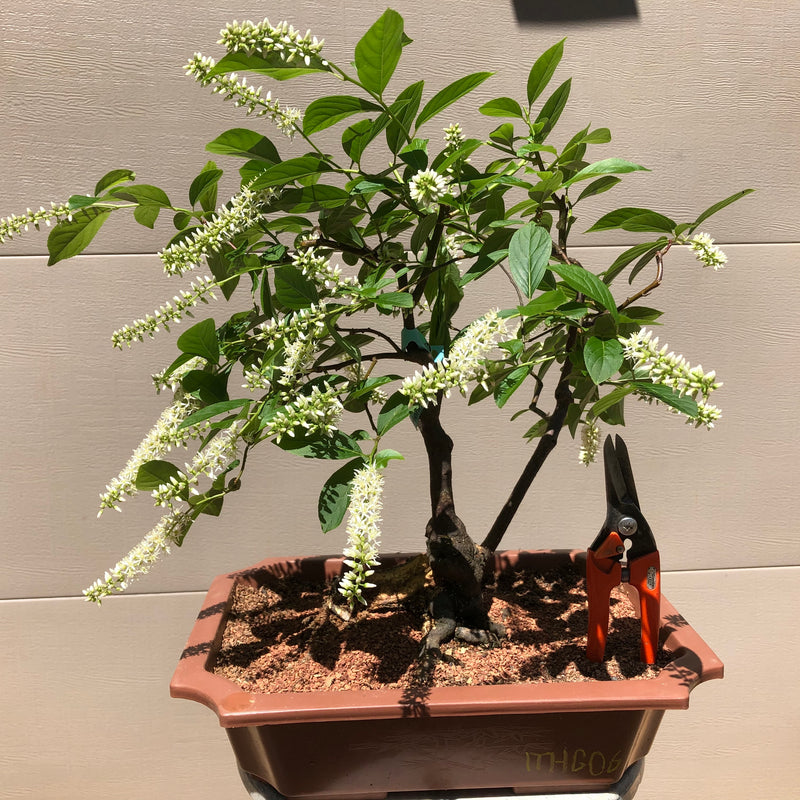 How to care for Itea virginica -Sweetspire- as bonsai
