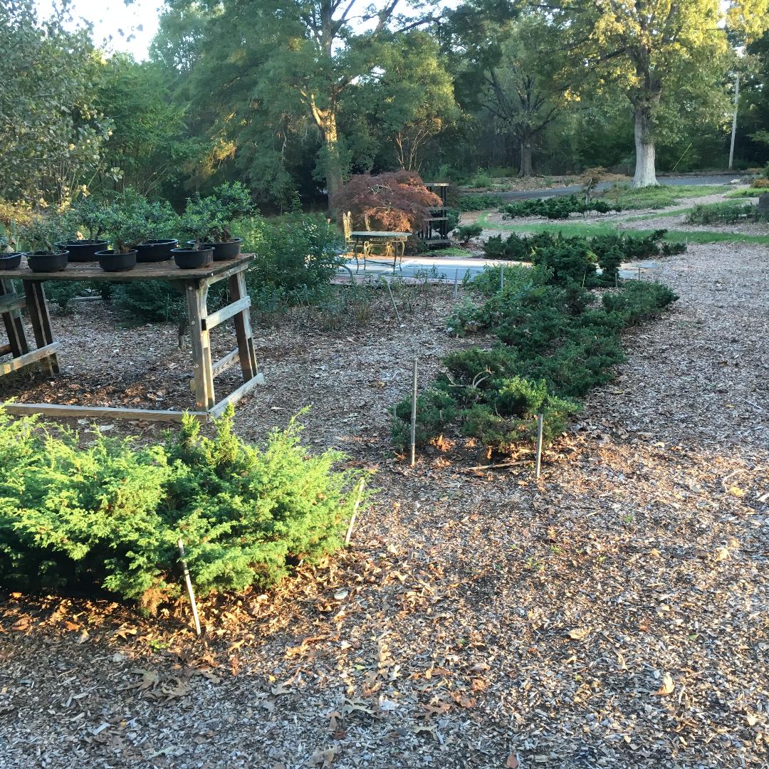 Bonsai Trees Take Patience