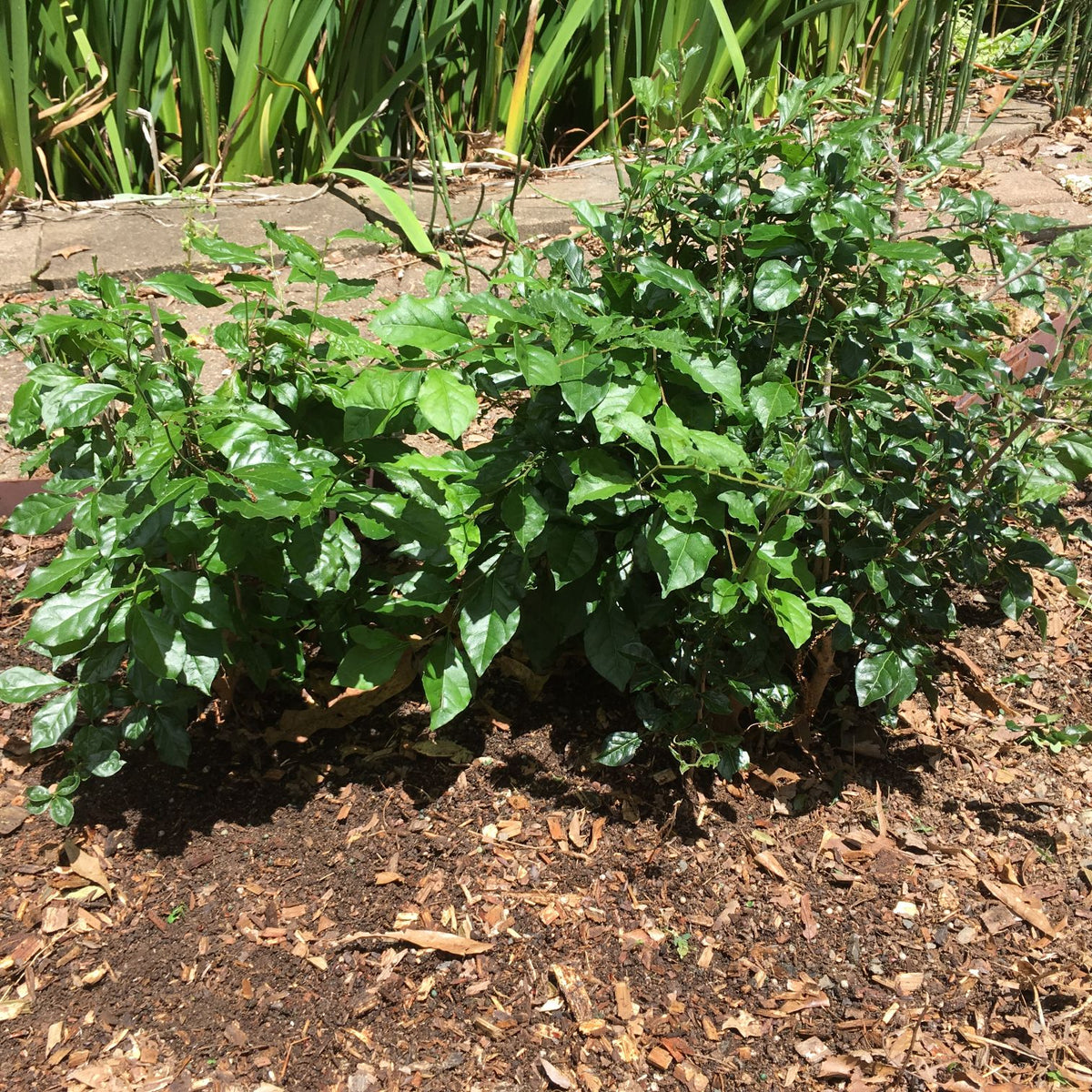 How to grow American Persimmon as bonsai