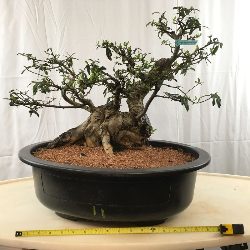 How to grow Scarlet Firethorn as bonsai