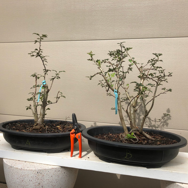 How to care for Hawthorn as bonsai