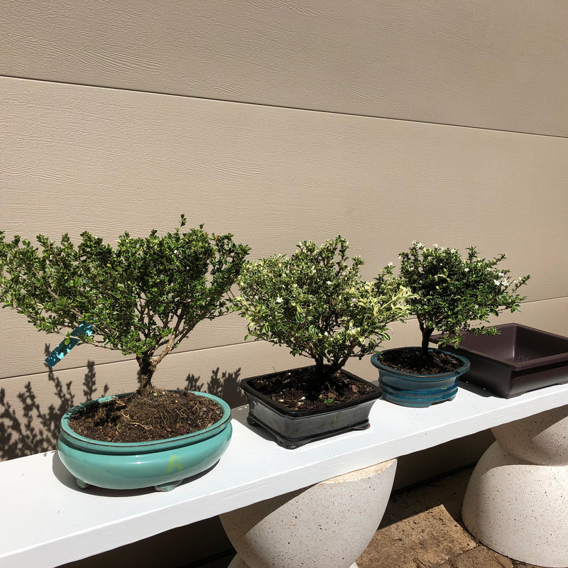 How to care for Serissa as bonsai