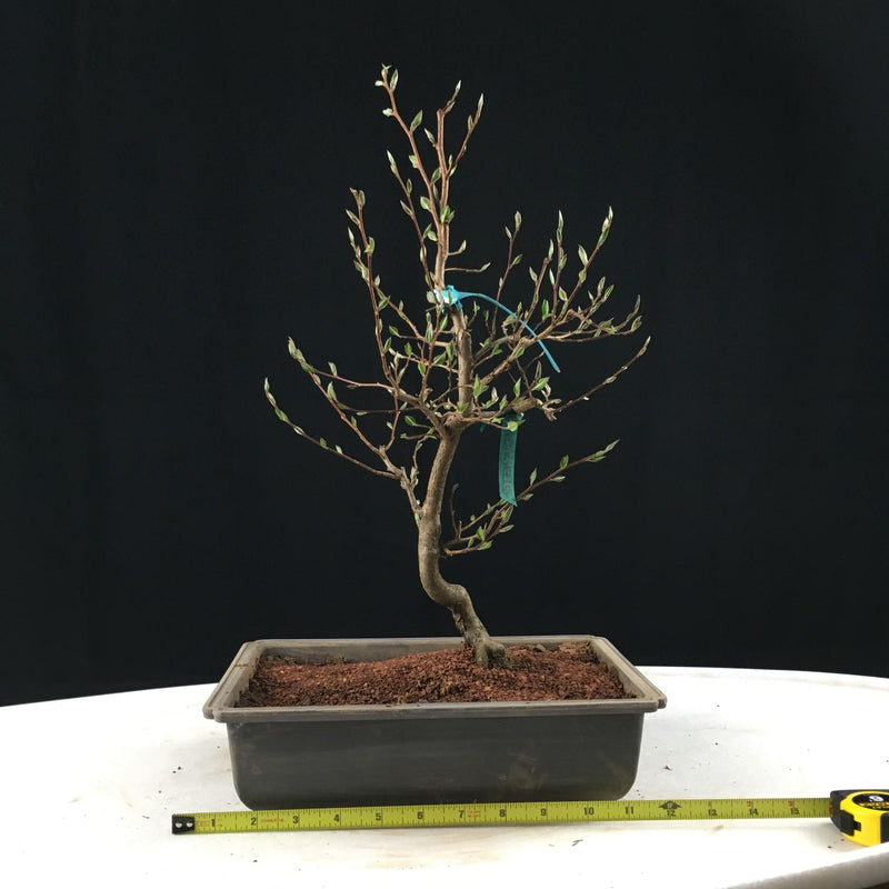 How to grow Stewartia as bonsai
