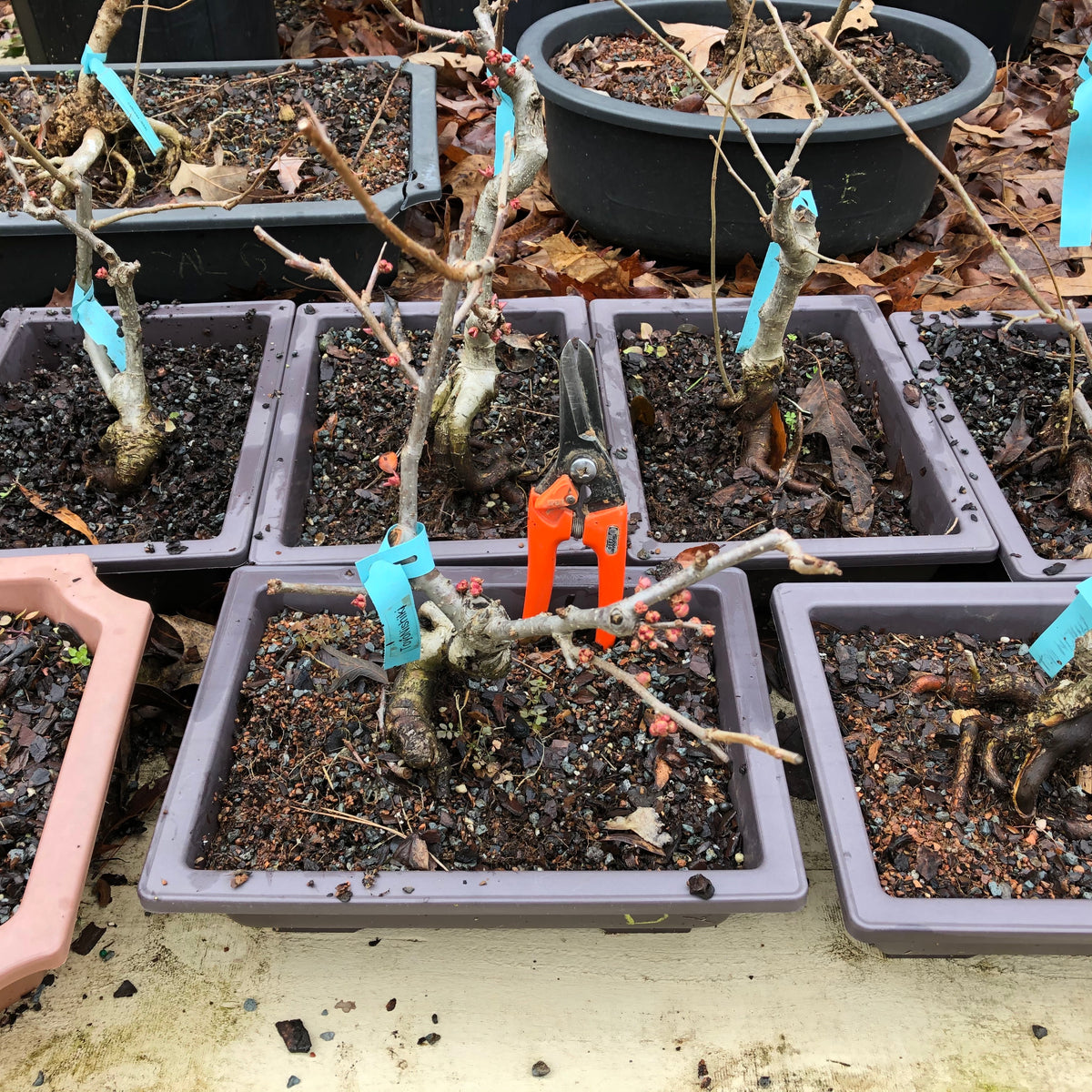 How to care for Flowering Quince as bonsai