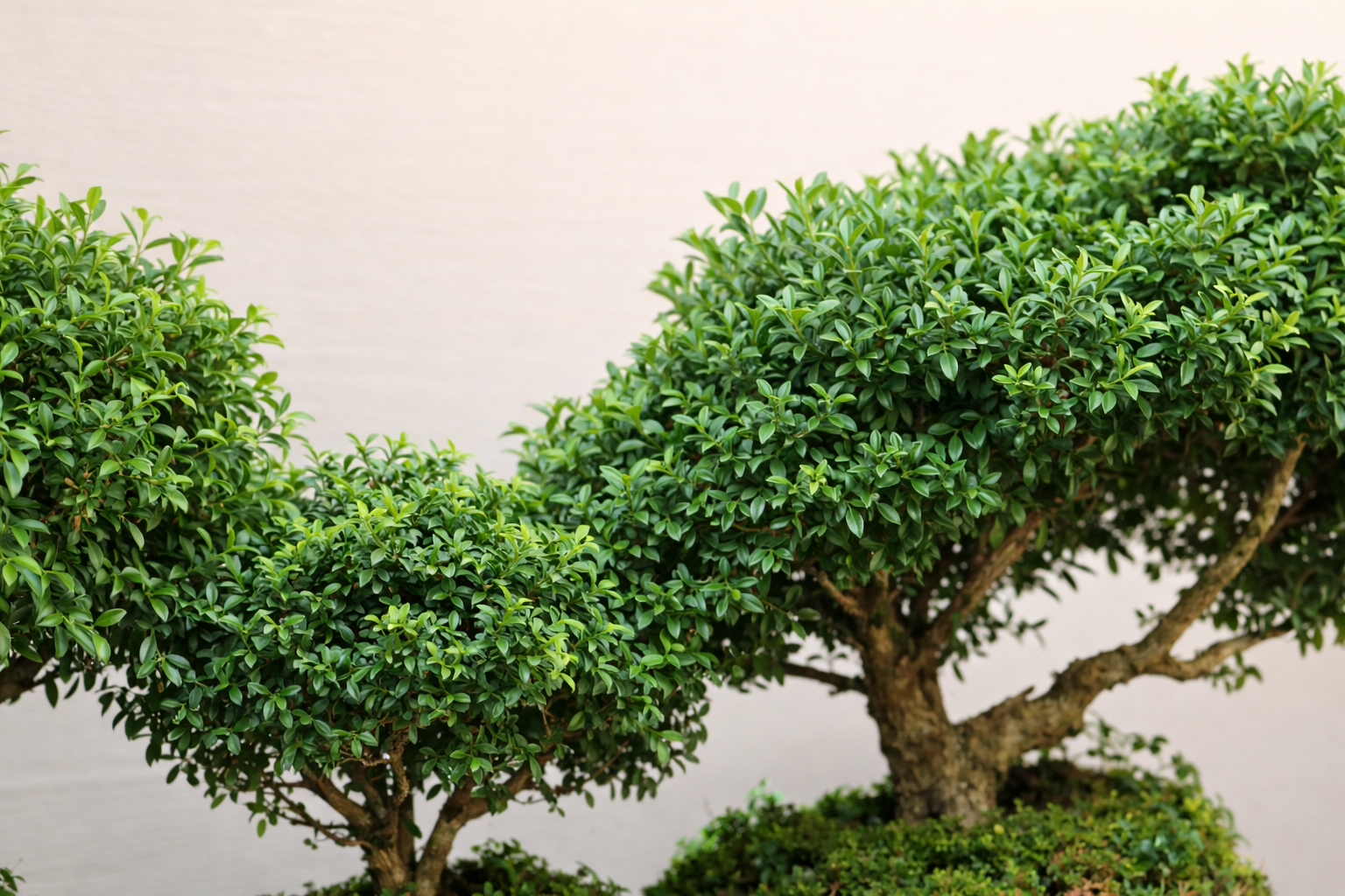 Broadleaf Evergreen