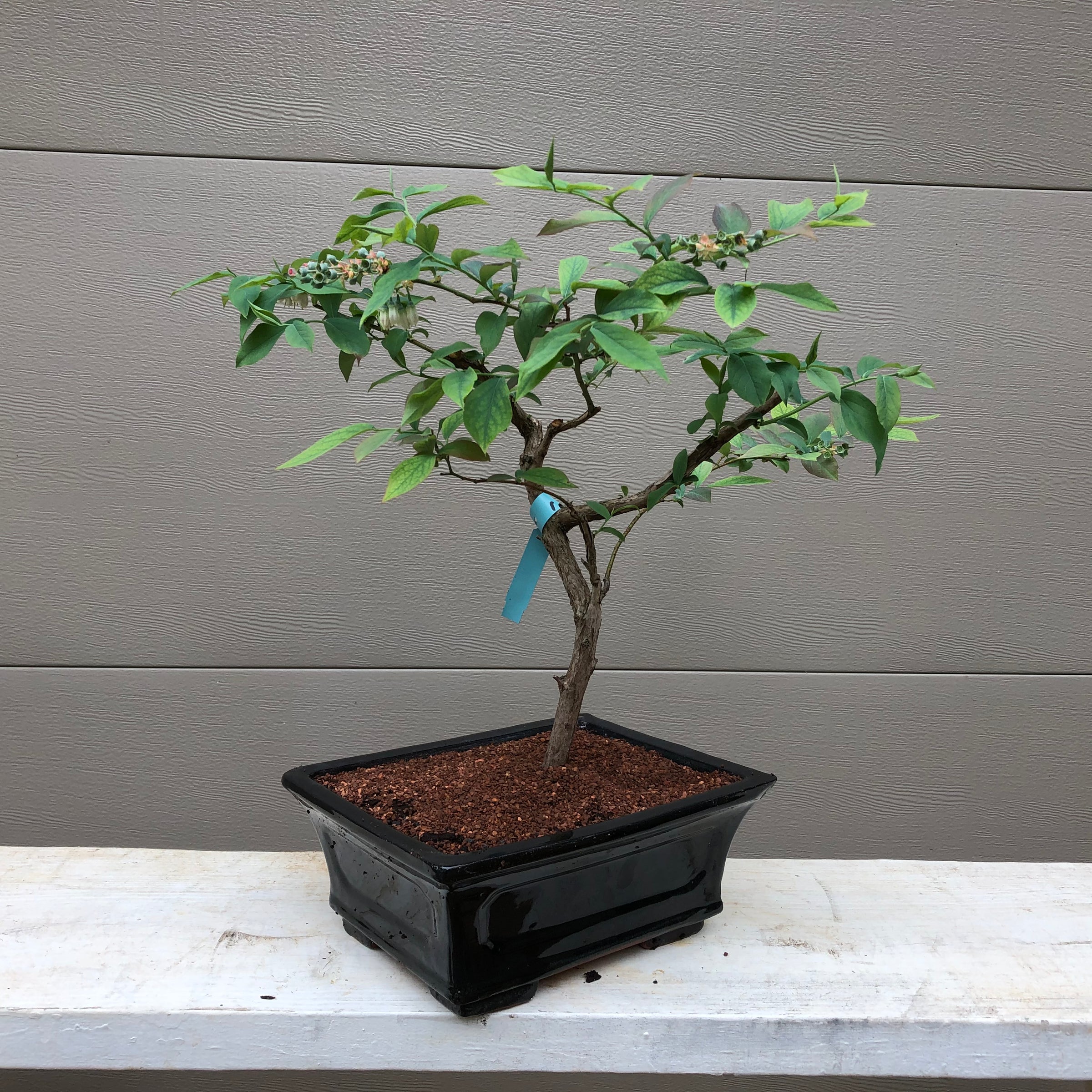 blueberry bonsai tree Rabbiteye Blueberry Bonsai Tree – Bella Bonsai Nursery