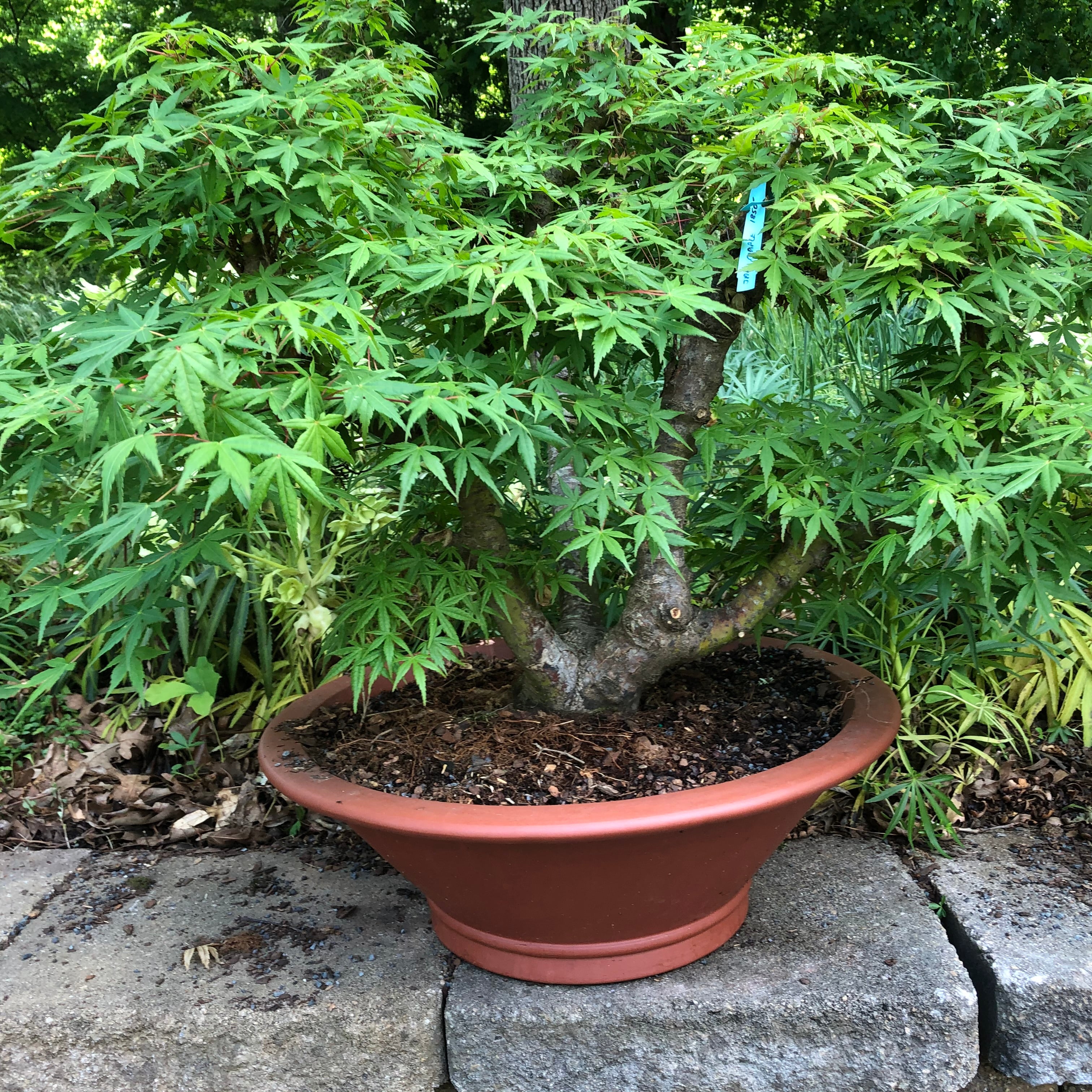 Japanese Maple Bonsai Tree 25JM80 – Bella Bonsai Nursery