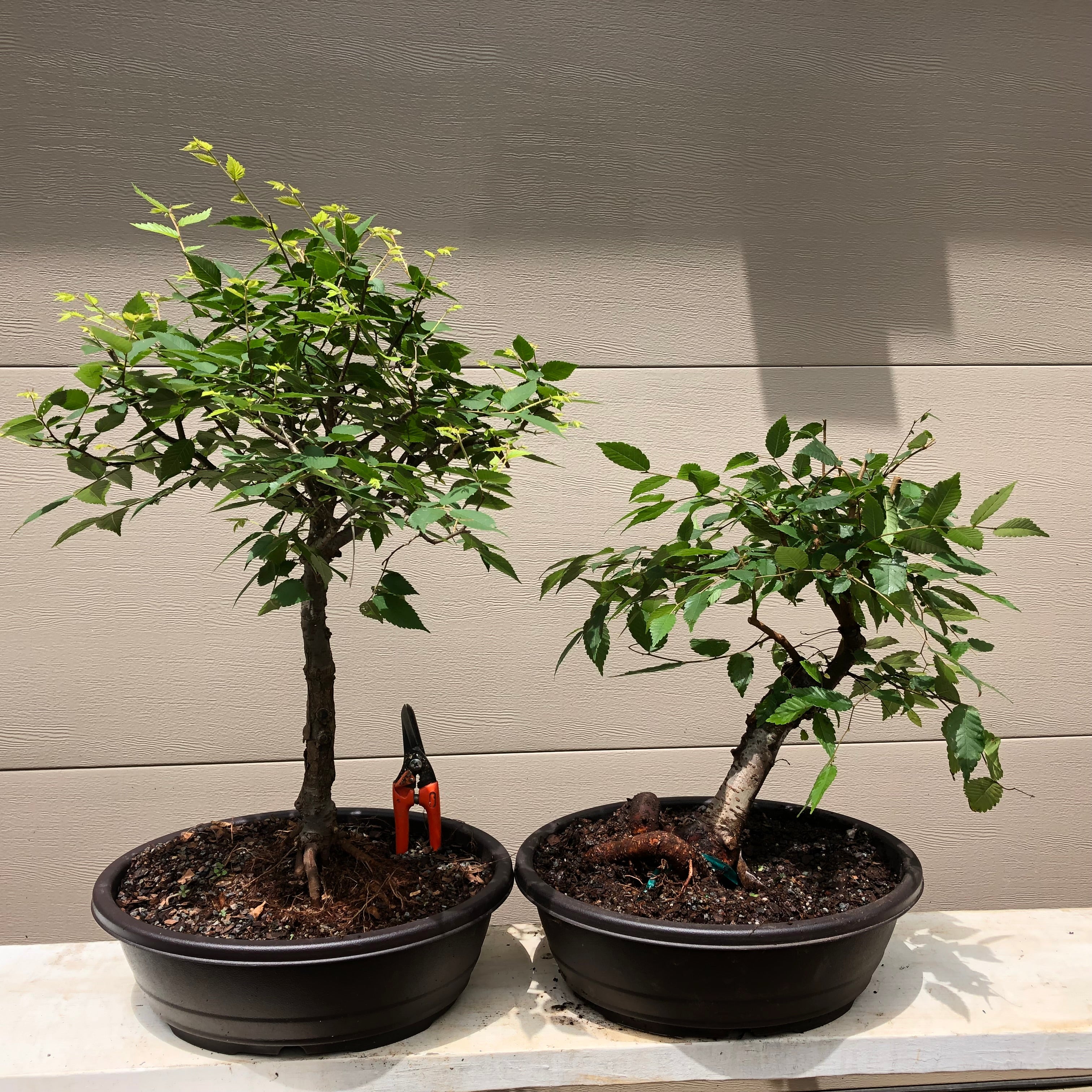 Japanese Zelkova #2 Bonsai Tree – Bella Bonsai Nursery