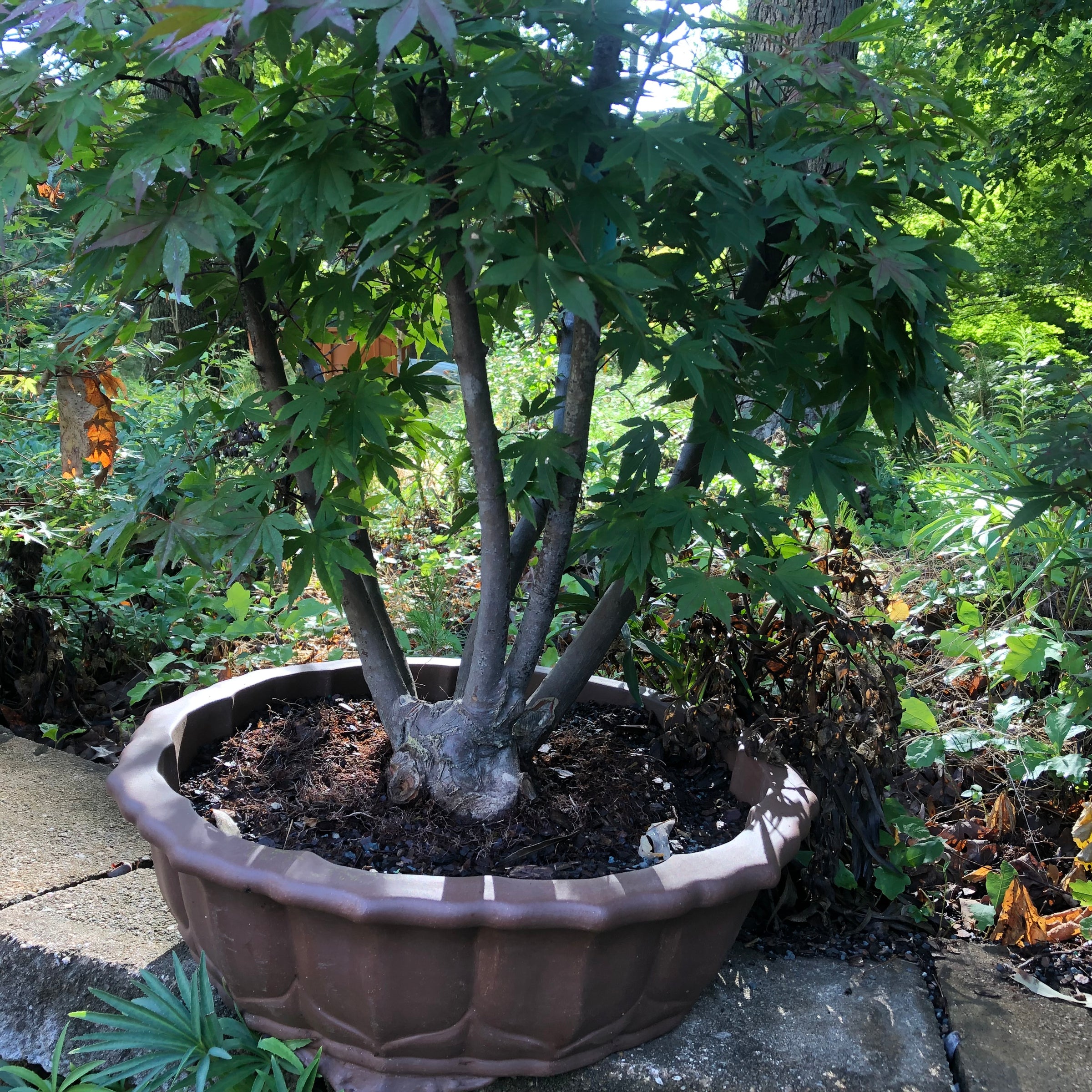 japanese green maple bonsai tree Japanese Maple Bonsai Tree 25JM49 – Bella Bonsai Nursery